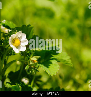 strawberry blossoms country Stock Photo