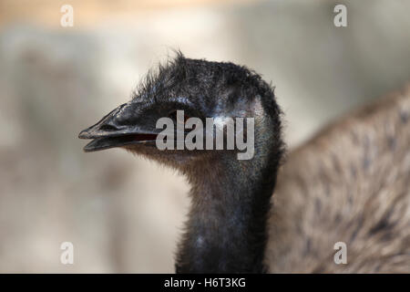 Ostrich bird with a long neck, Thailand, South East Asia Stock Photo