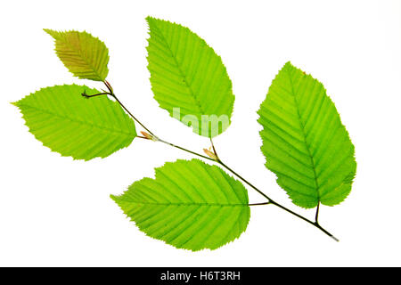 macro close-up macro admission close up view optional leaves branch page sheet isolated optional tree plant green leaves botany Stock Photo