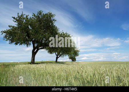 tree field wheat barley cherry tree scenery countryside nature grain cereal blue tree green agriculture farming useful plant Stock Photo
