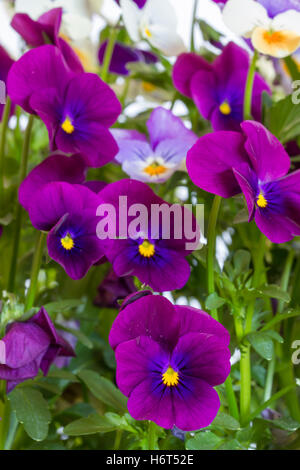 horn violets in garden Stock Photo