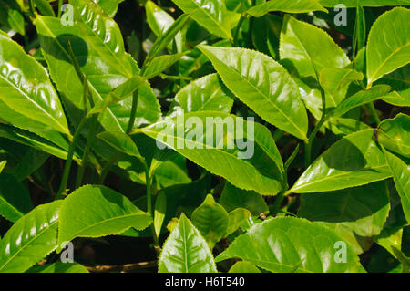 teeppflanze,camellia sinensis Stock Photo