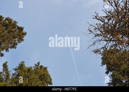 Plane high in the sky under the forest Stock Photo