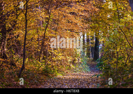 Autumn foliage in yellow, red and brown colors fills a path through the woods Stock Photo