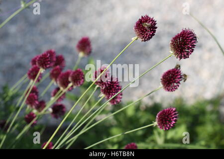 plants flowers Stock Photo