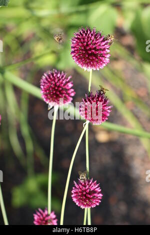 allium purple sphaerocephalon ball leek Stock Photo