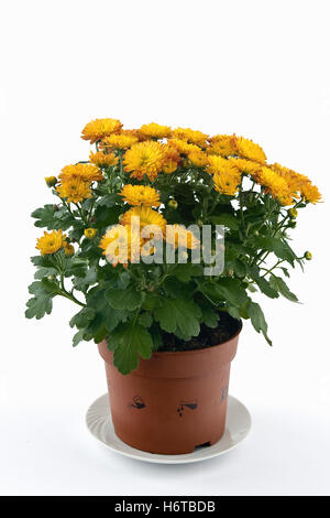 chrysanthemums Stock Photo