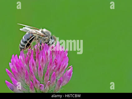 honey bee on red clover Stock Photo