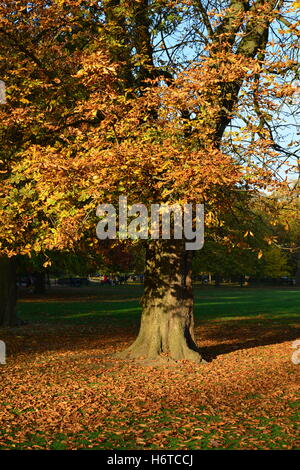 UK, London NW6, Queen's Park, Autumn Stock Photo