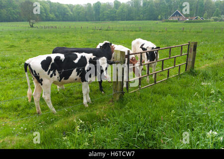 animal netherlands cow farm calf frisian meadow agricultural animal mammal agriculture farming black swarthy jetblack deep Stock Photo