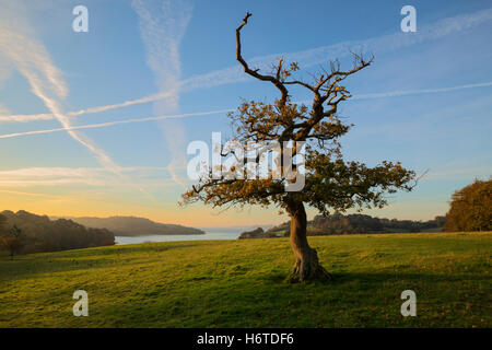 Lone tree at Trelissick in cornwall, looking across the river fal Stock Photo