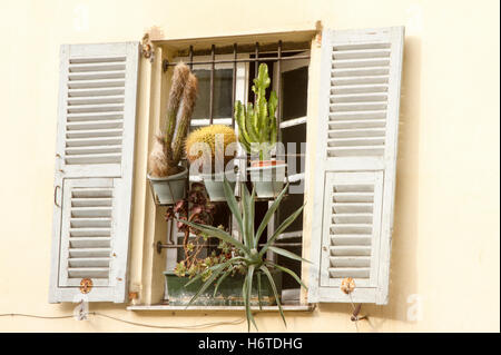 Old shuttered window with cactus window pots in Nice France Stock Photo