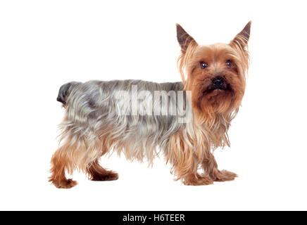 home animals Stock Photo