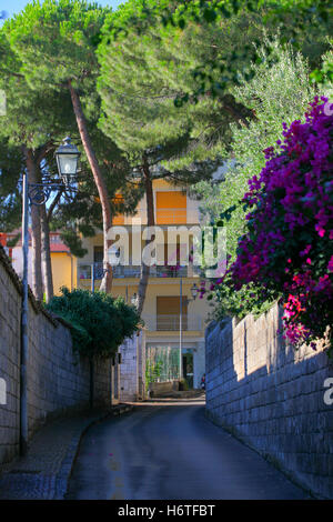 Ally back street flats trees vegetation road high wall walls shaded street light early morning quiet no traffic, peace sunrise. Stock Photo