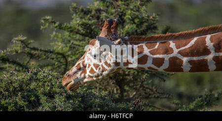 A Reticulated giraffe Giraffa reticulata “Somali giraffe”, stretching to feed on acacia undergrowth, Laikipia Kenya Africa