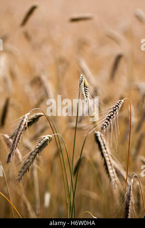 rye - ears of corn in a close-ups Stock Photo