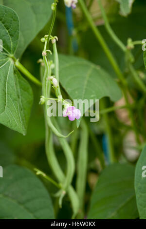 green beans growing on shrub in summer outdoor