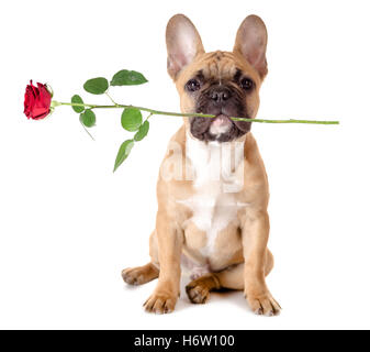 home animals Stock Photo