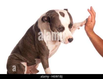 home animals Stock Photo