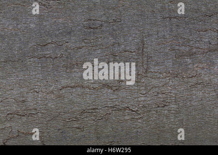 paper bark 3 Stock Photo