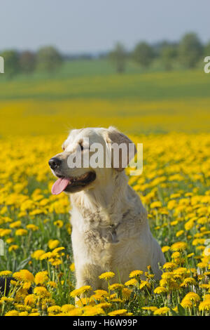 home animals Stock Photo