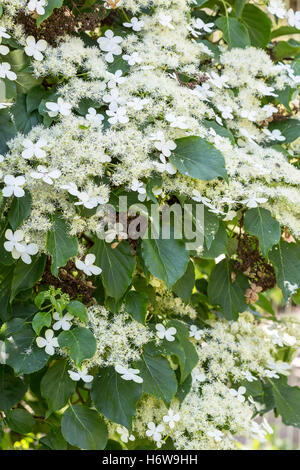 climbing hydrangea (hydrangea petiolaris) Stock Photo