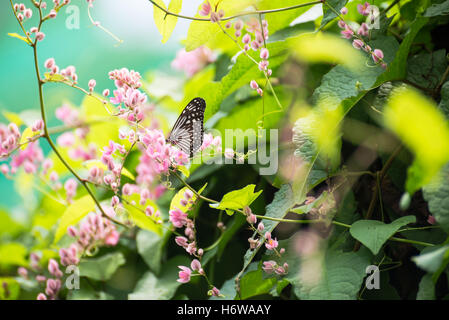 insects spiders Stock Photo