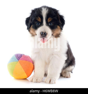 game tournament play playing plays played ball dog toy puppy studio one put sitting sit canine delighted unambitious Stock Photo