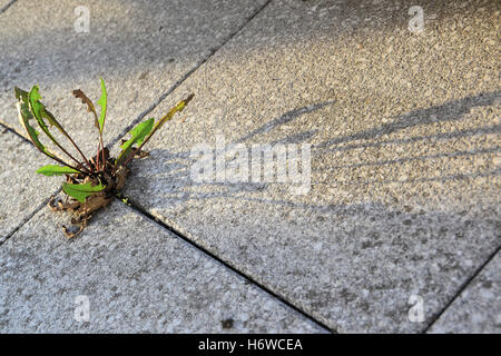 plants flowers Stock Photo