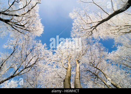 Frost-covered trees against a blue sky at Mt. Uetliberg near Zurich, Switzerland, Europe Stock Photo