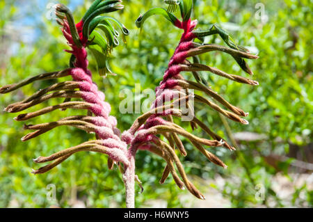 Kangaroo Paw Plant Stock Photo