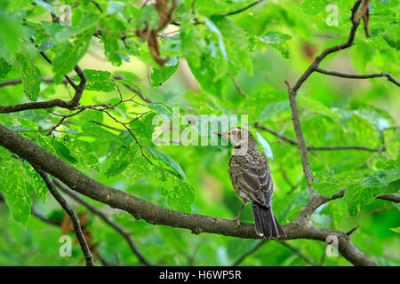 Young American robin (Turdus migratorius) on tree branch. Stock Photo