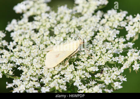 Carrot Seed Moth (Sitochroa palealis) on Queen Anne's Lace (Daucus carota) Stock Photo