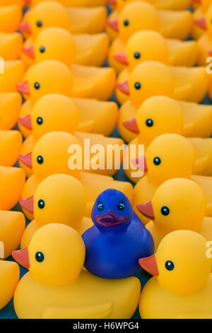 Yellow rubber ducks with a purple rubber duck on top. Stock Photo
