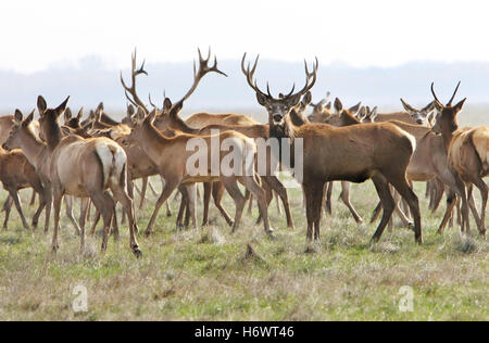 walk go going walking big large enormous extreme powerful imposing immense relevant park animal mammal brown brownish brunette Stock Photo