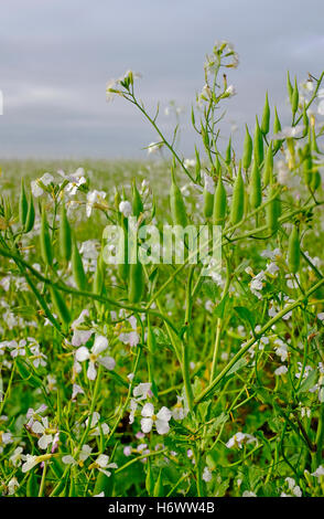 oil radish crop growing in field, norfolk, england Stock Photo