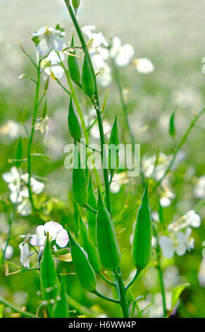 oil radish crop growing in field, norfolk, england Stock Photo