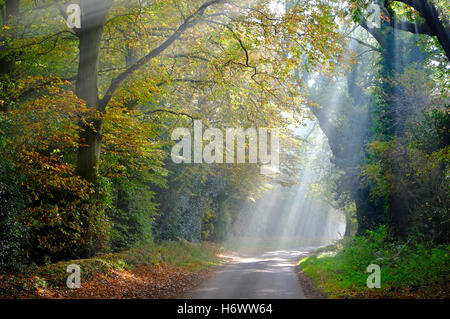 sunlight streaming through autumn woodland trees, norfolk, england Stock Photo