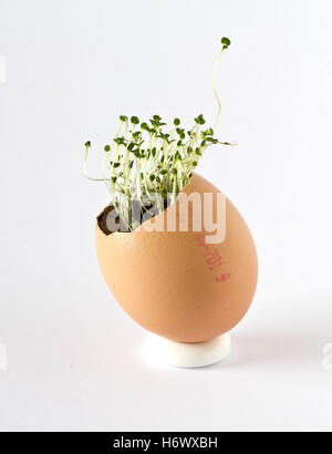 Fresh seeds growing in a cracked egg shell on white background Stock Photo