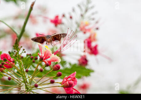 on a bush of beautiful flowers, there is a hummingbird butterfly drinks nectar from the flower Stock Photo