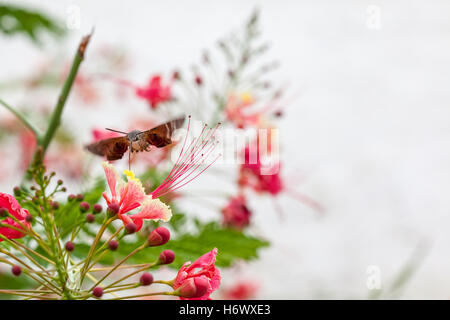 on a bush of beautiful flowers, there is a hummingbird butterfly drinks nectar from the flower Stock Photo