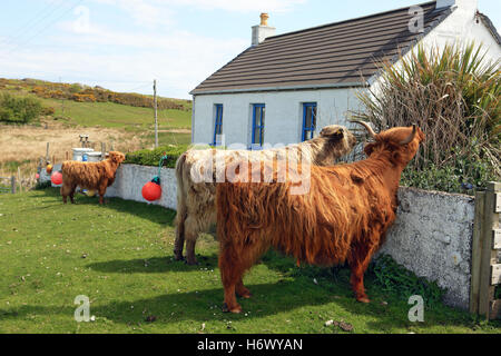 Highland cows on common grazing land eating the plants and hedge of a cottage garden in Fionnphort Isle of Mull, Scotland Stock Photo