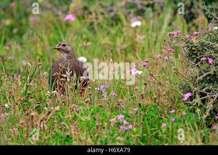 Cape spurfowl, or Cape francolin (Pternistis capensis) amongst spring wild flowers in the in the Postberg Nature Reserve . Stock Photo