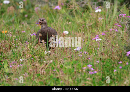 Cape spurfowl, or Cape francolin (Pternistis capensis) in the in the Postberg Nature Reserve the West Coast National Park. Stock Photo