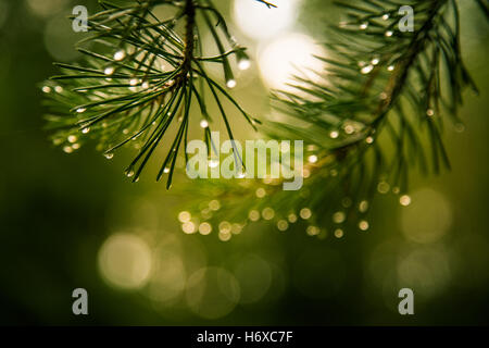 Beautiful pine tree spikes in a rain Stock Photo