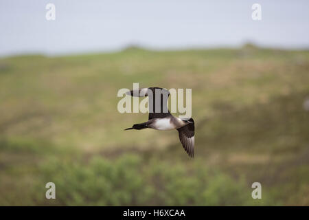 Arctic skua; Stercorarius parasiticus Single Light Form in Flight Scotland; UK Stock Photo