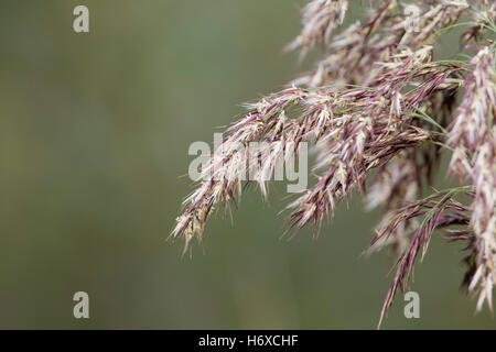 Common Reed; Phragmites australis Flowers and Seeds Cornwall; UK Stock Photo