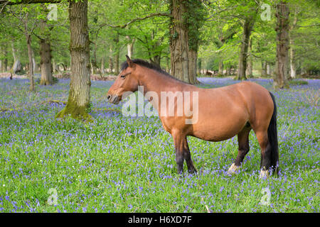 New Forest Pony; Bluebells; Spring; New Forest; UK Stock Photo