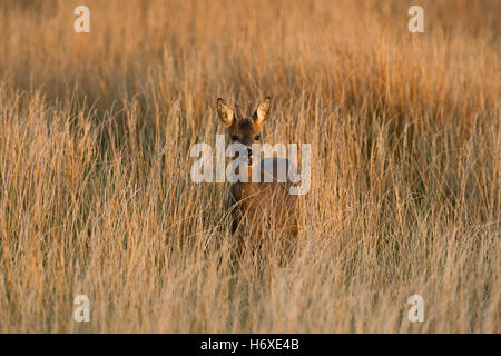 Roe Deer; Capreolus capreolus Single Buck in Meadow Scotland; UK Stock Photo