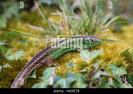 Sand Lizard; Lacerta agilis Single Male Hampshire; UK Stock Photo